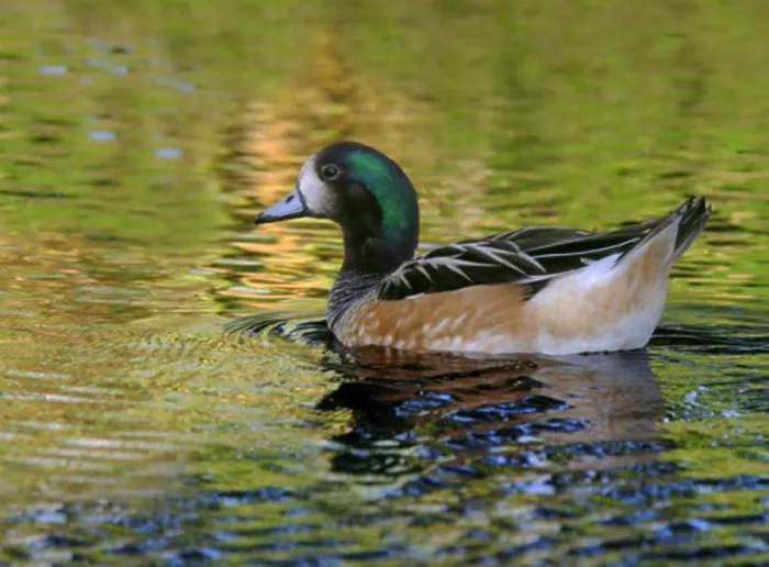 Framed Print : Side profile of a Chiloe Wigeon swimming in water (Anas sibilatrix) Framed Print : Side profile of a Chiloe Wigeon swimming in water (Anas sibilatrix)