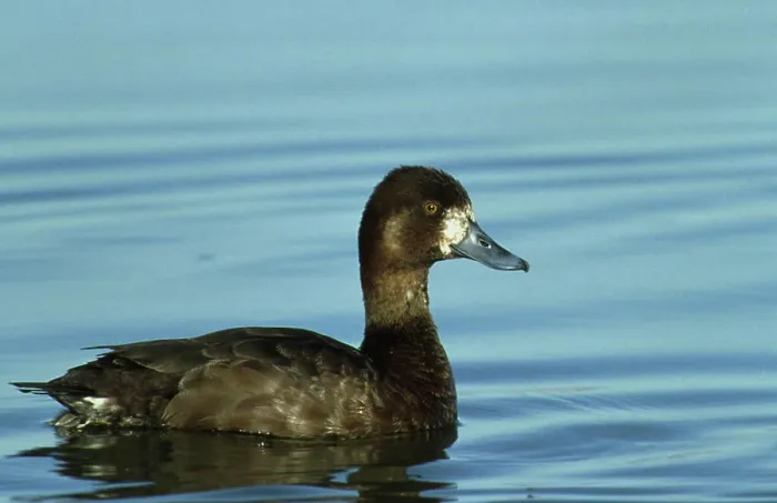 Framed Print : A profile view of a Lesser Scaup at the Lower Klamath Wildlife Refuge located in Tulelake Framed Print : A profile view of a Lesser Scaup at the Lower Klamath Wildlife Refuge located in Tulelake