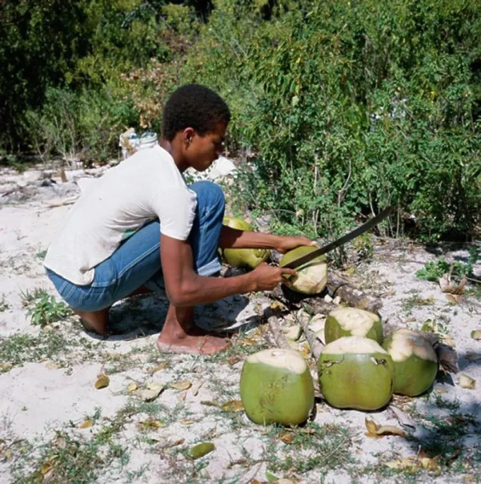 Framed Print : Side profile of a young man cutting coconuts, Barbuda Framed Print : Side profile of a young man cutting coconuts, Barbuda