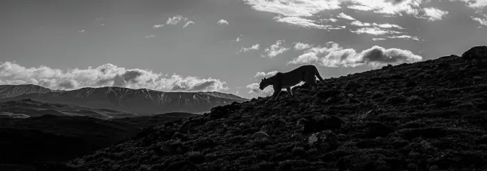 Framed Print : On the prowl, Puma (Puma concolor), Torres del Paine National Park, Patagonia, Chile Framed Print : On the prowl, Puma (Puma concolor), Torres del Paine National Park, Patagonia, Chile