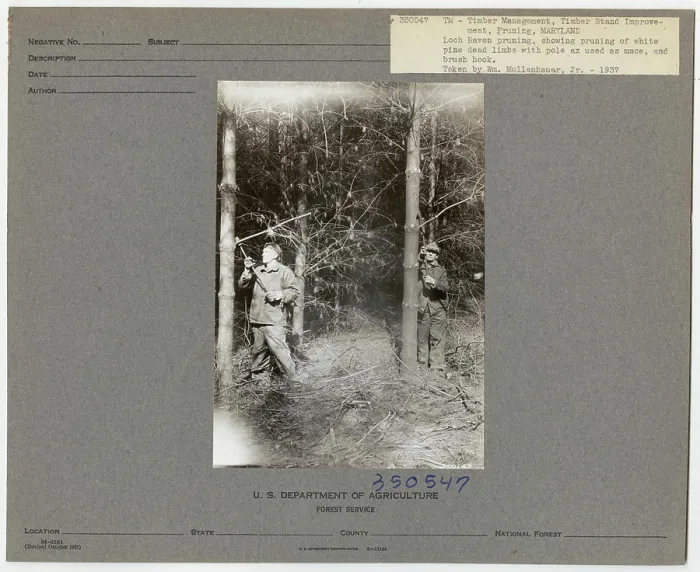 Framed Print : Pruning - Maryland. Photographs Relating to National Forests Framed Print : Pruning - Maryland. Photographs Relating to National Forests