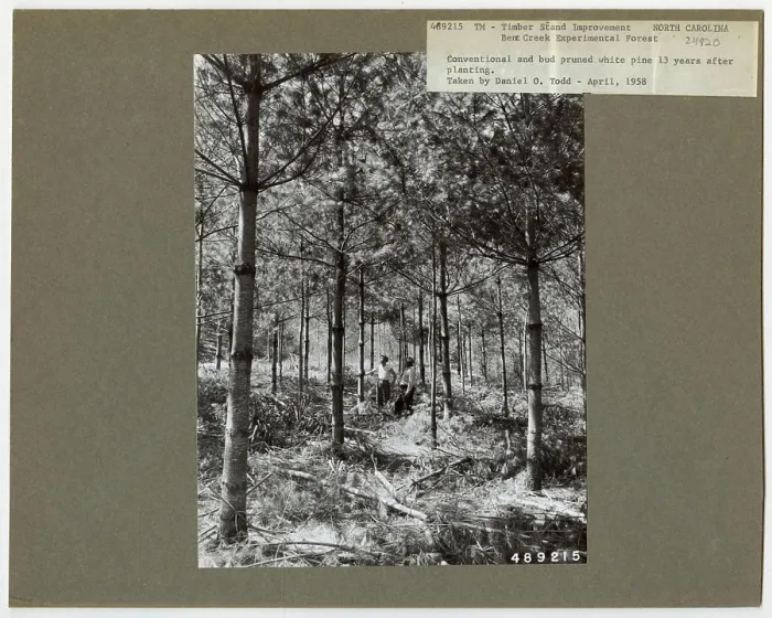Framed Print : Pruning - North Carolina. Photographs Relating to National Forests Framed Print : Pruning - North Carolina. Photographs Relating to National Forests