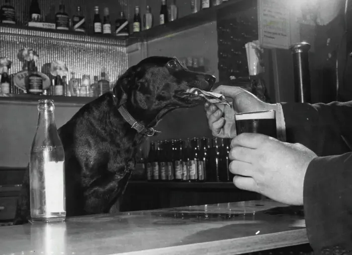 Framed Print : There are pubs in Preston where you can call for a drink and be served by a little black dog called Jet'. Jet belongs to Jimmy Gainer, a professional rat-catcher.Her master has trained her to pour out a bottle of beer as neatly as a life-member of the Bartenders Guild. And if you put down a note, Jet will take it over to the till and come back with your change.Mind you, the dog isn't perfect. She ***** can't play Nellie Dean on an old ***** for those who want to sing towards ***** the evening. And you can't tell ***** like you can a barmaid Framed Print : There are pubs in Preston where you can call for a drink and be served by a little black dog called Jet'. Jet belongs to Jimmy Gainer, a professional rat-catcher.Her master has trained her to pour out a bottle of beer as neatly as a life-member of the Bartenders Guild. And if you put down a note, Jet will take it over to the till and come back with your change.Mind you, the dog isn't perfect. She ***** can't play Nellie Dean on an old ***** for those who want to sing towards ***** the evening. And you can't tell ***** like you can a barmaid