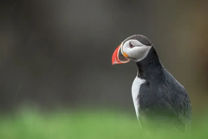 Framed Print : Puffin (Fratercula arctica) in the rain Framed Print : Puffin (Fratercula arctica) in the rain