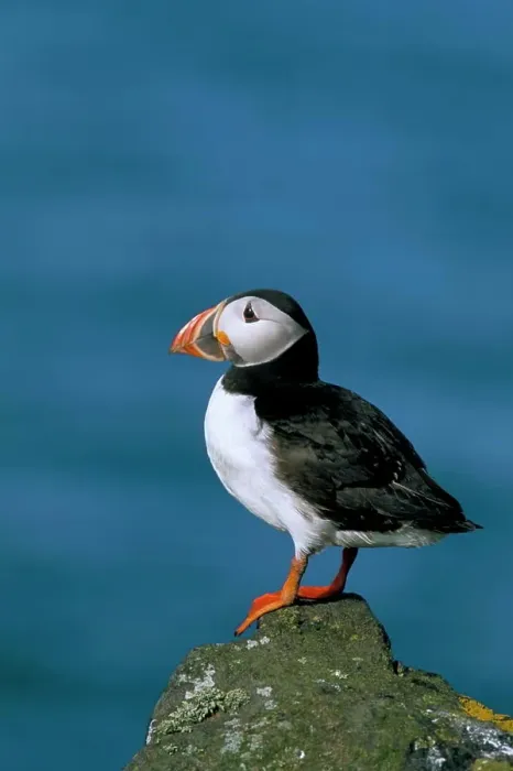 Framed Print : Puffin Fratercula arctica, Skomer Island, Pembrokeshire, Wales, United Kingdom, Europe Framed Print : Puffin Fratercula arctica, Skomer Island, Pembrokeshire, Wales, United Kingdom, Europe