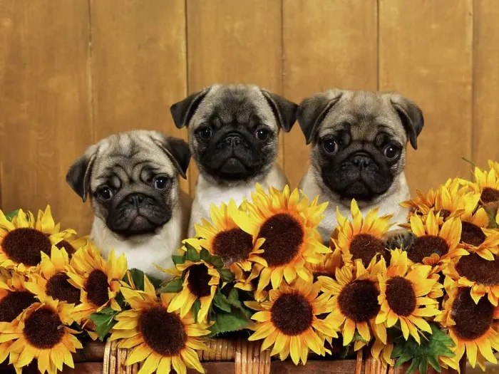 Framed Print : Pugs, AKC, 12-week-old puppies photographed at Randi's studio and owned by Linda Fellows of Anchorage
