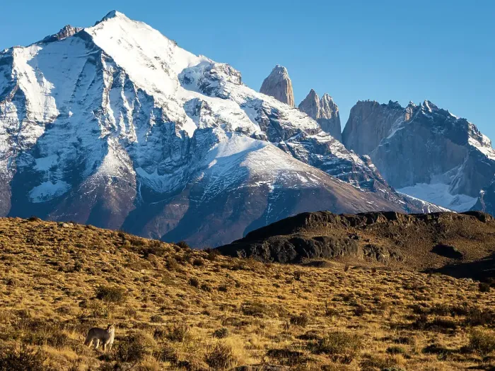Framed Print : Puma sighting in the grand landscape, Puma (Puma concolor), Torres del Paine National Park, Patagonia, Chile Framed Print : Puma sighting in the grand landscape, Puma (Puma concolor), Torres del Paine National Park, Patagonia, Chile