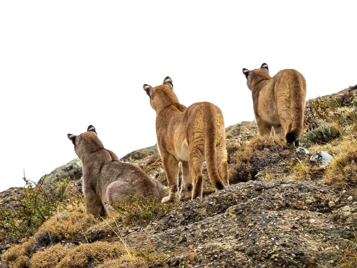 Framed Print : Pumas (Puma concolor), Torres del Paine National Park, Patagonia, Chile Framed Print : Pumas (Puma concolor), Torres del Paine National Park, Patagonia, Chile