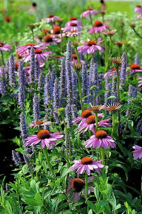 Framed Print : Purple cone flower (Echinacea purpurea) Framed Print : Purple cone flower (Echinacea purpurea)