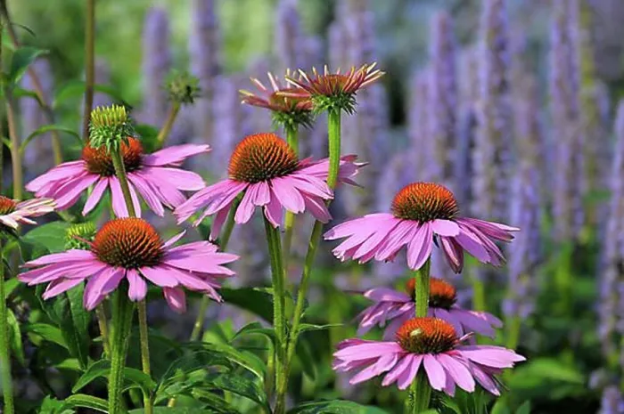 Framed Print : Purple cone flower (Echinacea purpurea) Framed Print : Purple cone flower (Echinacea purpurea)