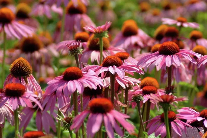 Framed Print : Purple coneflower (Echinacea) Framed Print : Purple coneflower (Echinacea)