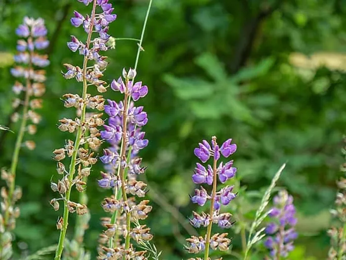 Framed Print : Purple flowers emerge from a green meadow Framed Print : Purple flowers emerge from a green meadow