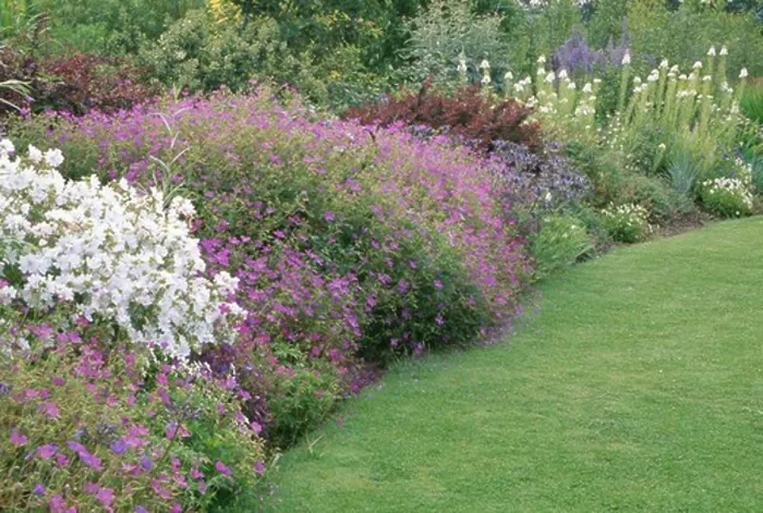 Framed Print : Purple gerarniums and white mallow in herbaceous summer garden border