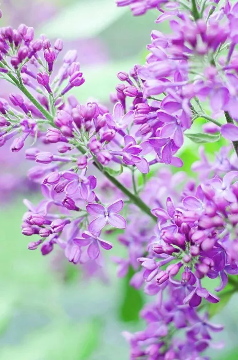 Framed Print : Purple lilac flowers, close up Framed Print : Purple lilac flowers, close up
