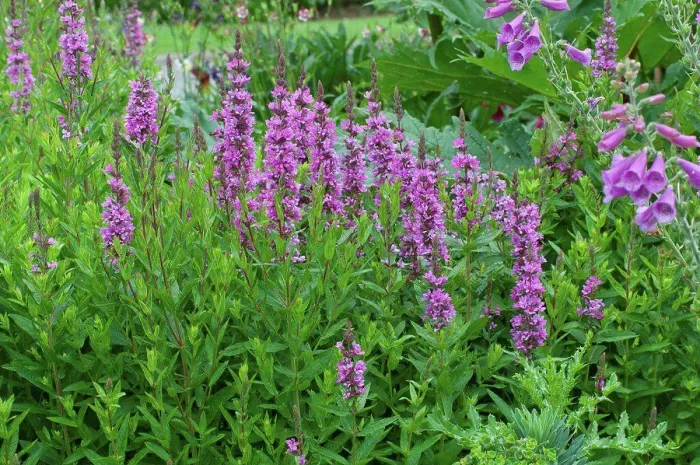 Framed Print : Purple loosestrifes in bloom in a garden Framed Print : Purple loosestrifes in bloom in a garden