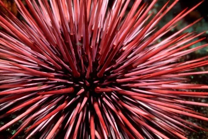 Framed Print : Purple Sea Urchin
