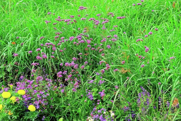Framed Print : Purpletop vervain in bloom in a garden Framed Print : Purpletop vervain in bloom in a garden