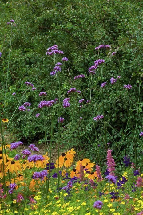 Framed Print : Purpletop vervain and coneflowers in bloom Framed Print : Purpletop vervain and coneflowers in bloom