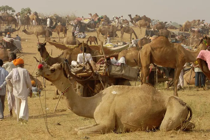 Framed Print : Pushkar camel and livestock fair which takes place in the Hindu month of Kartik (October  /  November)