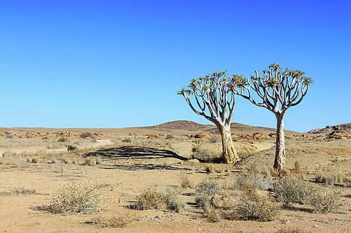 Framed Print : Quiver Trees or Kokerboom (Aloe dichotoma), Namib-Naukluft National Park, Namibia, Africa Framed Print : Quiver Trees or Kokerboom (Aloe dichotoma), Namib-Naukluft National Park, Namibia, Africa