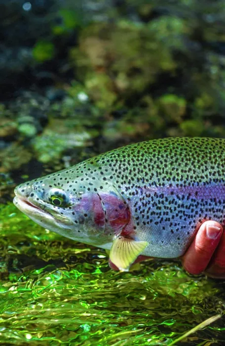 Framed Print : Rainbow Trout, Oncorhynchus mykiss, Spring Creeks Framed Print : Rainbow Trout, Oncorhynchus mykiss, Spring Creeks