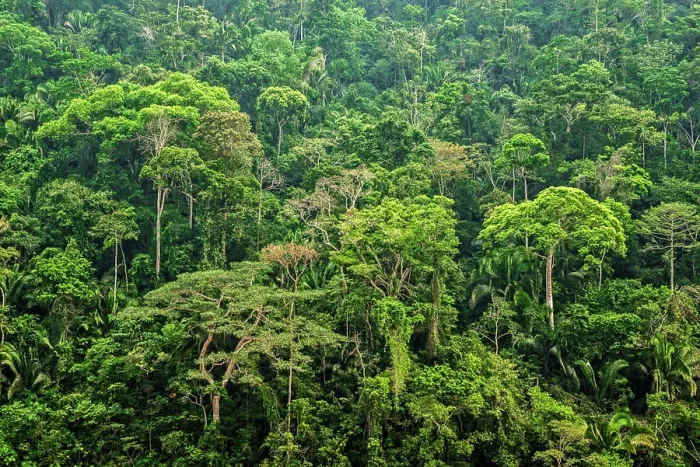 Framed Print : Rainforest canopy in the Cordillera Escalera of the Amazon Rainforest near Chazuta, Peru