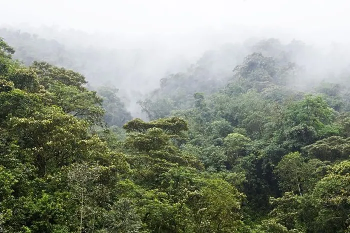 Framed Print : Rainforest covered with fog