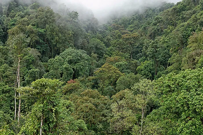 Framed Print : Rainforest in Kachin State, Myanmar, Asia Framed Print : Rainforest in Kachin State, Myanmar, Asia