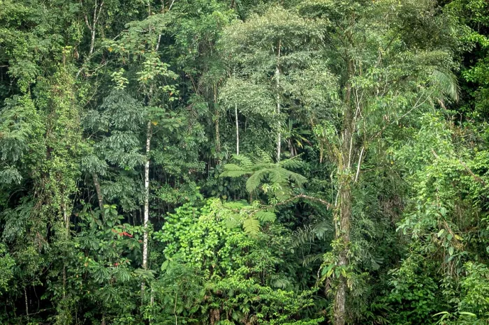 Framed Print : Rainforest, Selva Verde, Costa Rica
