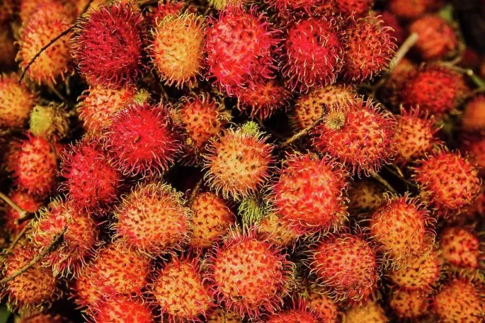 Framed Print : Rambutan fruit Vietnam, Southeast Asia