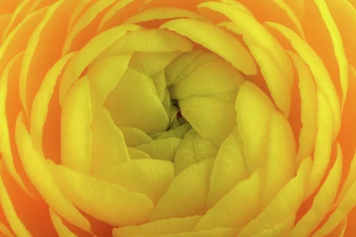 Framed Print : Ranunculus, yellow flower, close-up