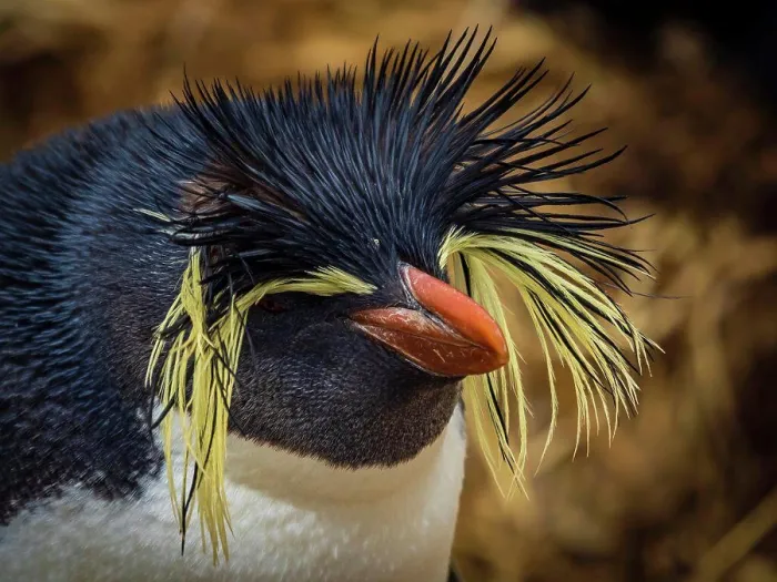 Framed Print : Rare sighting, Northern Rockhopper Penguin Framed Print : Rare sighting, Northern Rockhopper Penguin