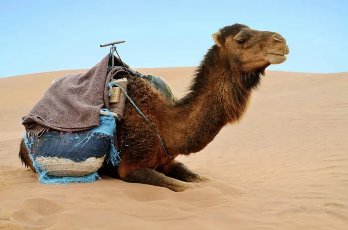 Framed Print : Reasting camel Brown camel ready for a ride in a Sahara desert sands Copyright: xZoonar.com / NatalliaxYaumenenkax 6082258 Framed Print : Reasting camel Brown camel ready for a ride in a Sahara desert sands Copyright: xZoonar.com / NatalliaxYaumenenkax 6082258