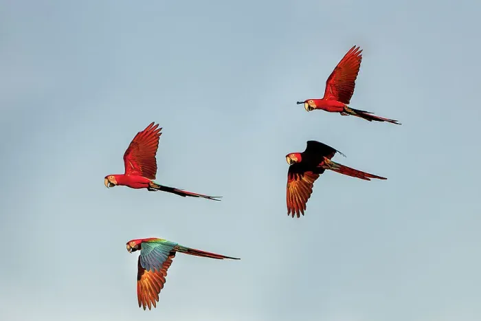 Framed Print : Red-and-Green Macaws or Green-winged Macaws (Ara chloropterus) (Family Psittacidae) in flight over forest canopy Framed Print : Red-and-Green Macaws or Green-winged Macaws (Ara chloropterus) (Family Psittacidae) in flight over forest canopy