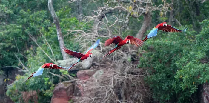 Framed Print : Red-and-Green Macaws or Green-winged Macaws (Ara chloropterus) (Family Psittacidae) in flight over forest canopy