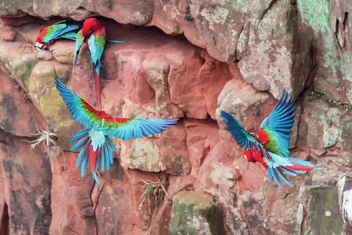 Framed Print : Red-and-Green Macaws or Green-winged Macaws (Ara chloropterus) (Family Psittacidae) flying into cliff nest cavity Framed Print : Red-and-Green Macaws or Green-winged Macaws (Ara chloropterus) (Family Psittacidae) flying into cliff nest cavity