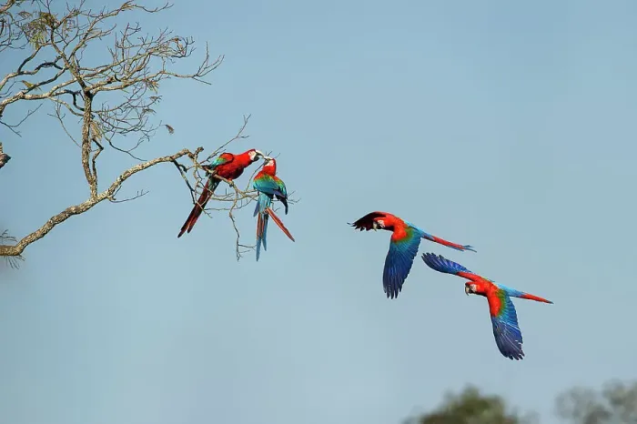 Framed Print : Red-and-Green Macaws or Green-winged Macaws (Ara chloropterus) (Family Psittacidae) in flight over forest canopy