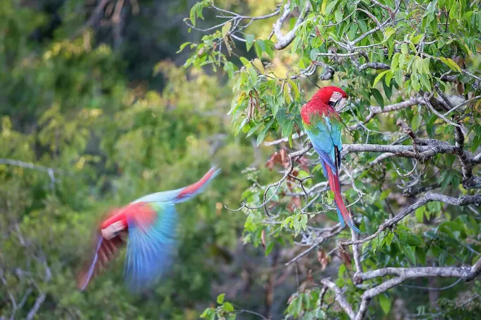 Framed Print : Red-and-Green Macaws or Green-winged Macaws (Family Psittacidae) in deciduous forest