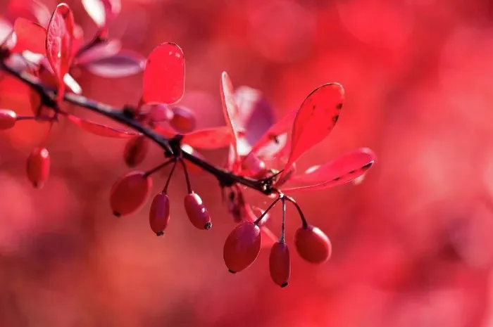 Framed Print : Red berries on the shrub in the red backlight, autumn Framed Print : Red berries on the shrub in the red backlight, autumn