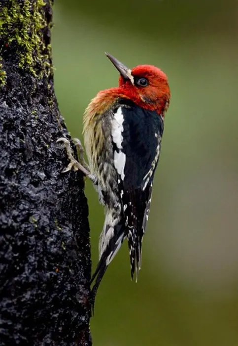 Framed Print : Red Breasted Sapsucker (Sphyrapicus ruber) perching on a tree trunk Framed Print : Red Breasted Sapsucker (Sphyrapicus ruber) perching on a tree trunk