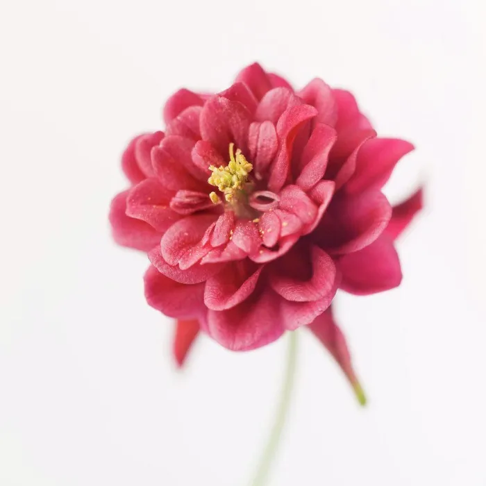 Framed Print : Red Columbine Flower on White Background, Close-Up, I Framed Print : Red Columbine Flower on White Background, Close-Up, I