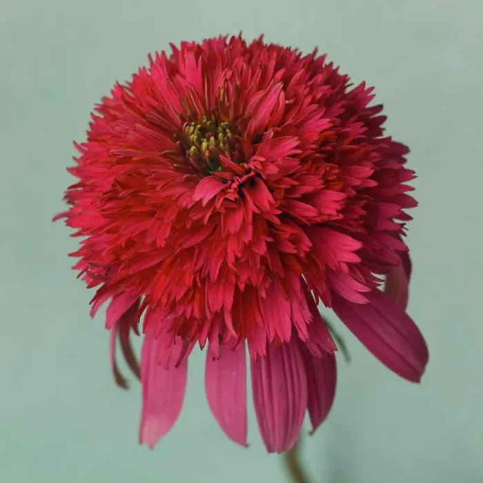 Framed Print : Red Coneflower or Echinacea against Turquoise Background