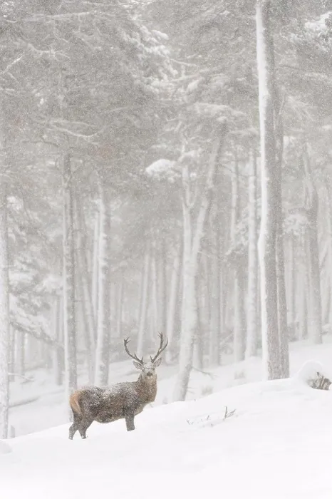 Framed Print : Red Deer (Cervus elaphus) stag