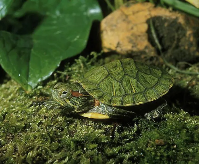 Framed Print : Red eared slider (trachemys scripta elegans) Framed Print : Red eared slider (trachemys scripta elegans)