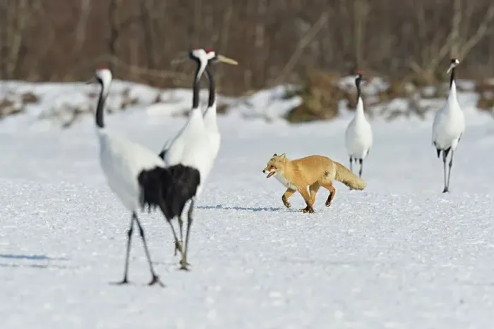 Framed Print : Red fox (Vulpes vulpes) with Japanese red crowned cranes (Grus japonensis) Hokkaido Framed Print : Red fox (Vulpes vulpes) with Japanese red crowned cranes (Grus japonensis) Hokkaido