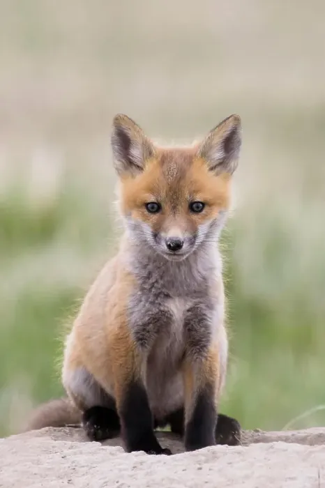 Framed Print : Red fox, Vulpes vulpes, kit near Fort MacLeod, Alberta, Canada