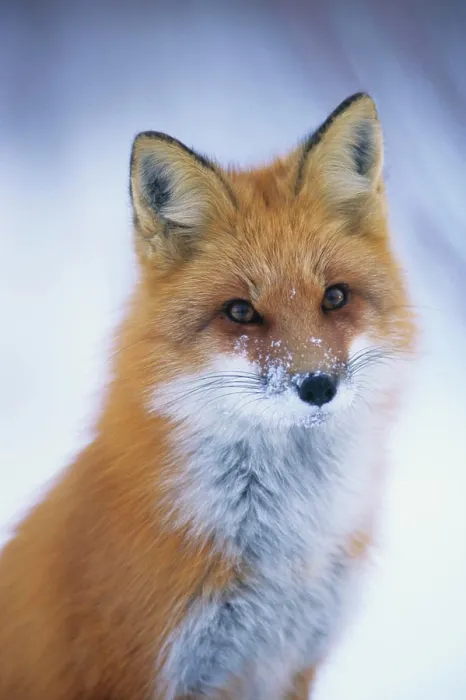 Framed Print : Red fox in winter, Canada Framed Print : Red fox in winter, Canada