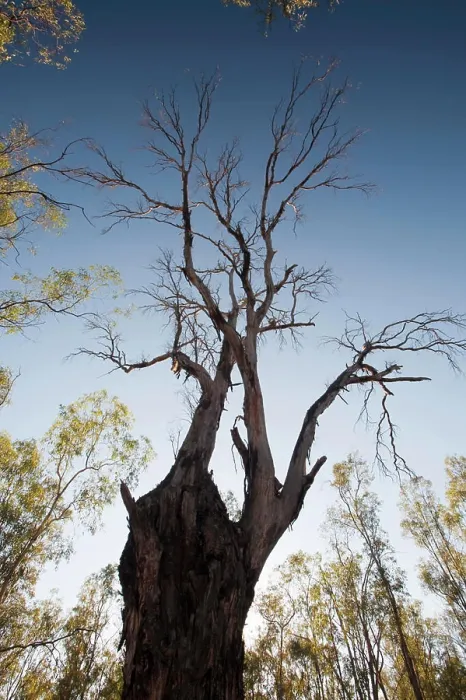 Framed Print : Red Gum trees are iconic Australian trees that grow along the banks of the Murray River