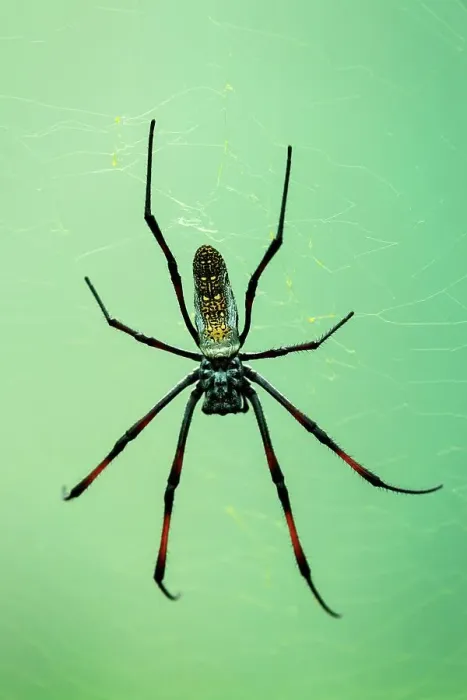 Framed Print : Red-legged Golden Orb-web Spider (Nephila inaurata) Framed Print : Red-legged Golden Orb-web Spider (Nephila inaurata)