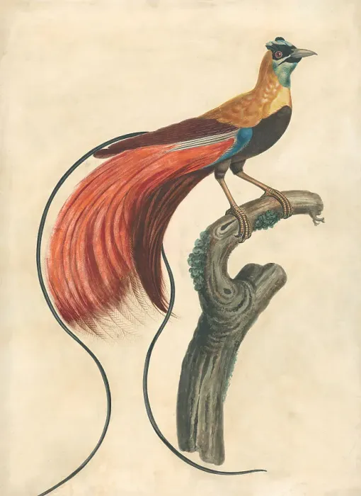 Framed Print : Red-Plumed Bird-of-Paradise Paradisea Apoda Raggiana Framed Print : Red-Plumed Bird-of-Paradise Paradisea Apoda Raggiana